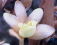 ツチアケビの花